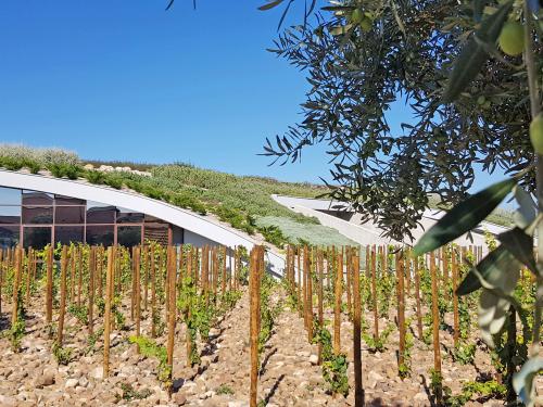 Olive branch and vines in front of a pitched green roof